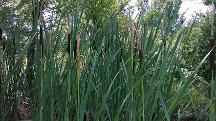 narrow-leaved cattails Picture