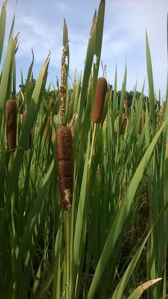 wide leaved cattail photo