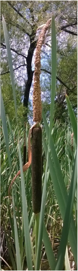 narrow leaved cattail photo